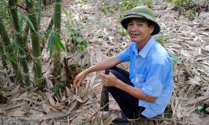 Đất Phú Thọ hợp với cây tre ngọt. Chỉ khoảng 15 phút, ông Phạm Văn Chiến đã thu hoạch được hơn 10kg măng. Ảnh: Bảo Thắng.