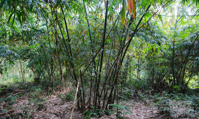 Một khóm tre ngọt được trồng trên địa bàn huyện Đoan Hùng, Phú Thọ. Ảnh: Bảo Thắng.