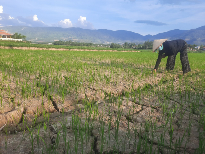 Nhiều đồng ruộng ở Quảng Nam không có nước tưới đã khô nứt nẻ. Ảnh: L.K.