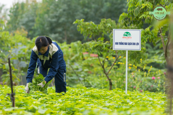 Khu trồng rau sạch cho lợn của HTX chăn nuôi Bình Minh. Ảnh: HTX Bình Minh.