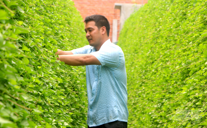 Mô hình trồng rau má trong nhà kính của anh Võ Thanh Beo đều được quản lý thông qua ứng dụng trên thiết bị di động thông minh. Ảnh: Lê Hoàng Vũ.