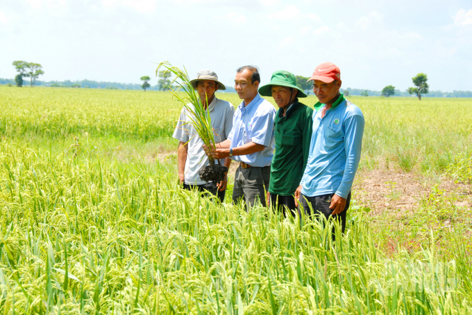 An Giang khuyến cáo nông dân áp dụng các giải pháp tổng hợp nhằm trồng lúa tiết kiệm chi phí. Ảnh: Lê Hoàng Vũ.
