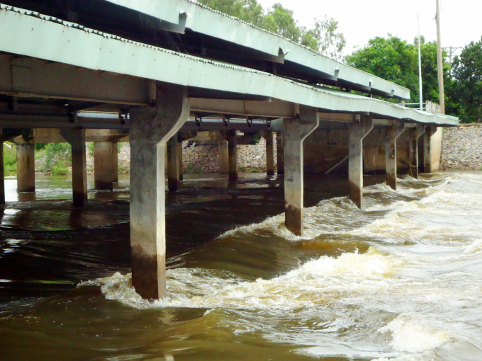 The increase in flood discharge to collect alluvium and the use of organic fertilizers will help plants grow sustainably. Photo: Le Hoang Vu.