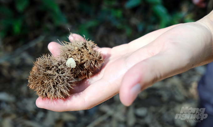 Chùm quả dẻ gai được nhặt trên nền rừng tại xã Chân Mộng, huyện Đoan Hùng, Phú Thọ. Ảnh: Bảo Thắng.