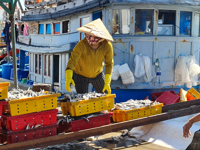 The price dropped, and fishermen also faced difficulties in consumption when currently the catch was only sold in the province, while local demand also dropped sharply. Photo: L.K.