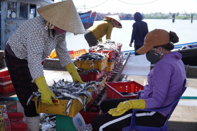 Giá các loại hải sản đang được các thương lái thu mua ở tỉnh Quảng Ngãi giảm khoảng 30% so với trước đây. Ảnh: N.Đ.