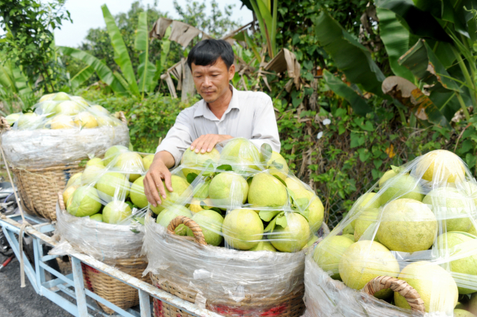 Hoạt động mua bán trái cây ở khu vực ĐBSCL, nhất là thu gom trái cây từ xã này sang xã khác vô cùng khó khăn đối với thương lái. Ảnh: Lê Hoàng Vũ.