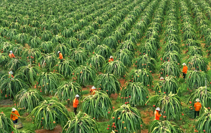Dragon fruit exported to the US is one of the first crops that must be assessed and granted a planting area code. Photo: TL.