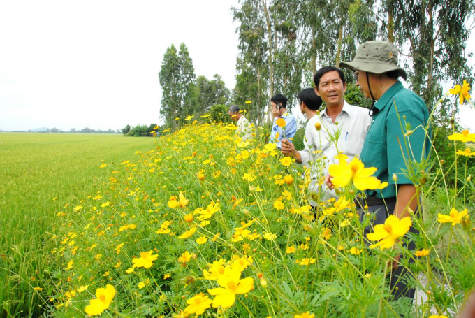 Mô hình ruộng lúa bờ hoa, một cách tiếp cận nông nghiệp trách nhiệm, quản lý sâu hại bằng biện pháp sinh học, hài hòa với mô trường. Ảnh: LHV.