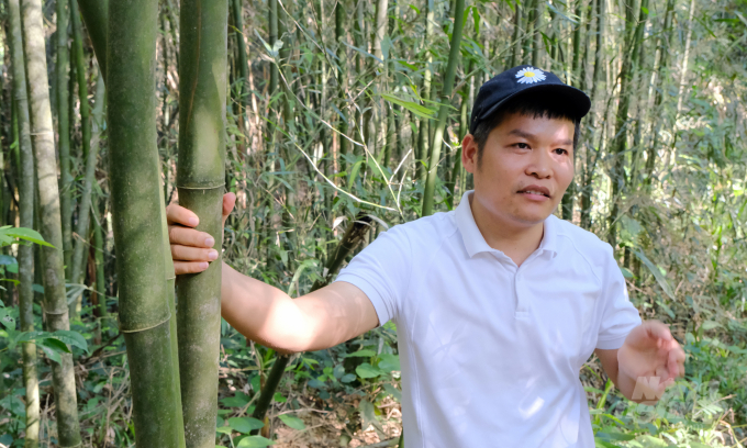 Thạc sỹ Nguyễn Viễn từng làm đề tài cấp Quốc gia về phát triển nguồn gen cây vù hương từ hồi năm 2018. Ảnh: Bảo Thắng.