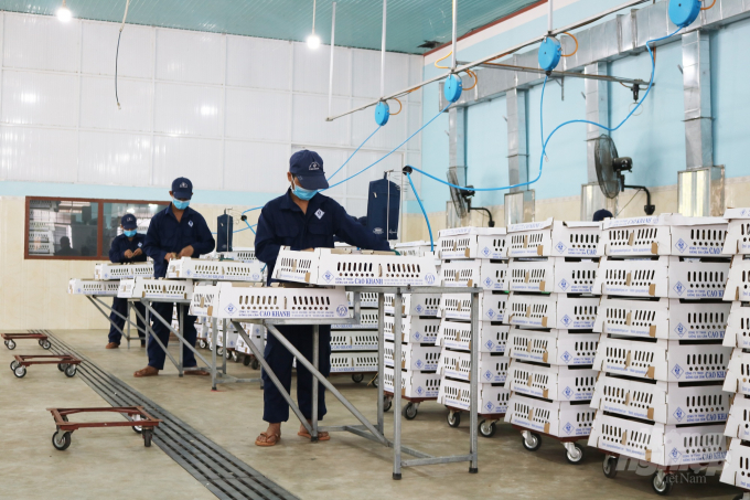 Mỗi tháng, Công ty TNHH Giống gia cầm Cao Khanh cho ra đời 2 triệu con gà giống 1 ngày tuổi nhưng việc tiêu thụ ở miền Nam đang 'tắc' khiến doanh nghiệp khốn đốn. Ảnh: Vũ Đình Thung.