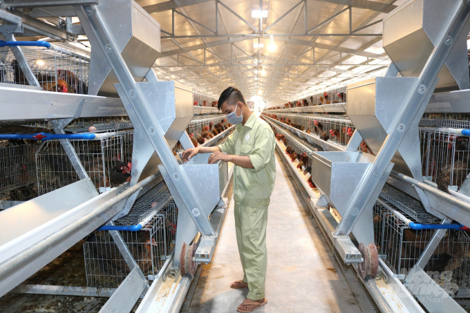 Hàng ngày, đàn gà bố mẹ của Công ty TNHH Giống gia cầm Cao Khanh liên tục đẻ nhưng hiện phải giảm ấp nở vì gà giống không tiêu thụ được. Ảnh: Vũ Đình Thung.