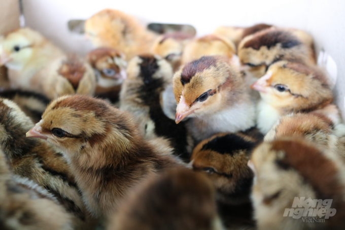 Hiện giá mỗi con gà giống chỉ gần tương đương với một quả trứng thường. Ảnh: Vũ Đình Thung.