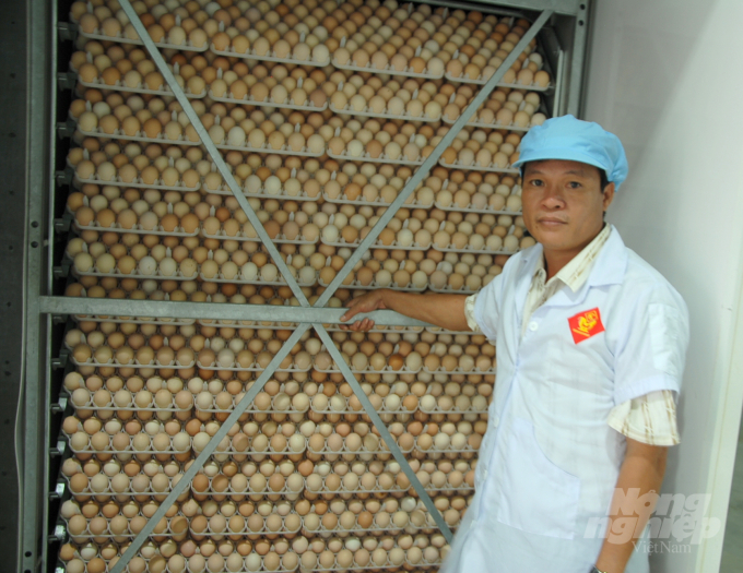 Hiện Công ty TNHH Giống gia cầm Cao Khanh hạn chế ấp nở, trứng gà bán đổ bán tháo ra thị trường chịu thiệt hại lớn. Ảnh: Vũ Đình Thung.