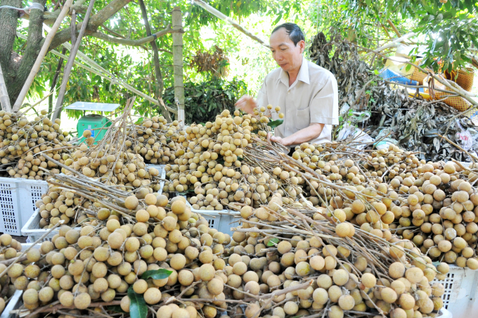 Longan growers are facing difficulties in finding market due to the Covid-19 pandemic. Photo: Le Hoang Vu.