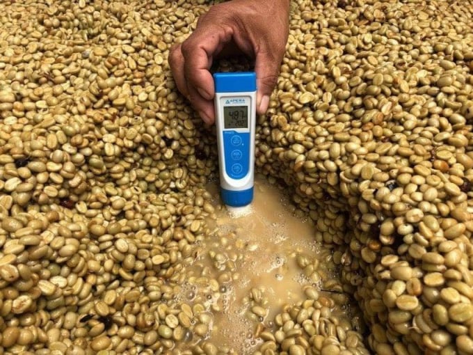 Measure PH content during coffee fermentation.