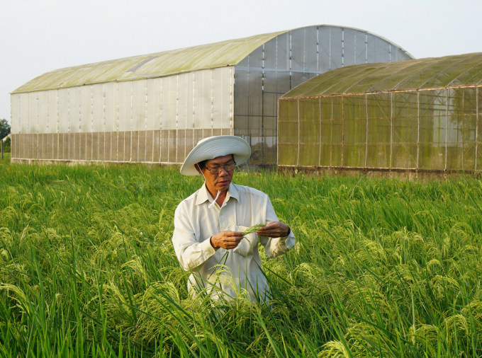 Theo TS Trần Tấn Phương, trở lại vấn đề đặc thù nghiên cứu đưa ra thực nghiệm đến thành công một giống lúa mất thời gian 3-4 năm. Ảnh: HĐ.