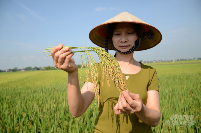 Một mô hình trồng lúa ở ngoại thành Hà Nội. Ảnh: NNVN.