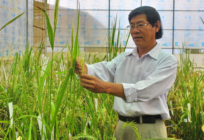 TS Trần Tấn Phương tham gia trong nhóm tác giả nghiên cứu khoa học của tỉnh Sóc Trăng, thành công nhiều giống lúa thơm ST có giá trị cao. Ảnh: HĐ.