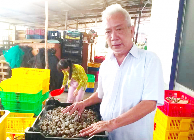Ông Trần Nguyễn Hồ cho biết, hoạt động thu mua trứng cút chế biến xuất khẩu của doanh nghiệp phải ngưng hoạt động. Ảnh: Minh Đảm.