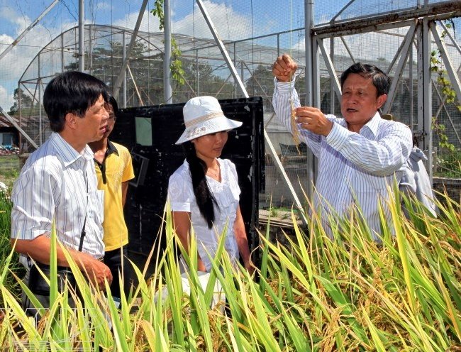 GS Bùi Chí Bửu giới thiệu giống lúa mới tại Viện Lúa ĐBSCL. Ảnh: Lê Minh.
