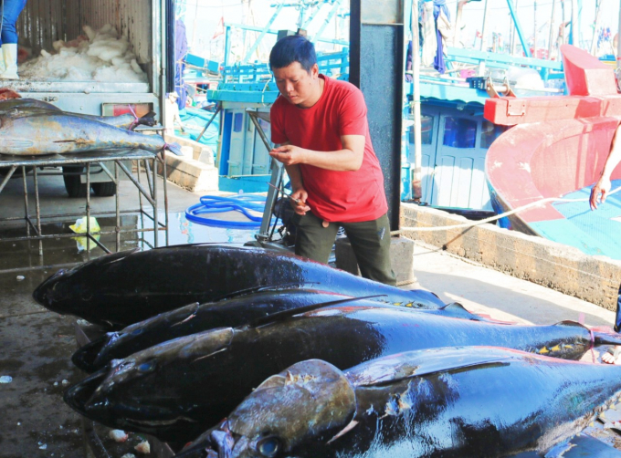 Kiểm tra chất lượng cá ngừ ở cảng cá Hòn Rớ, TP Nha Trang. Ảnh: KS.