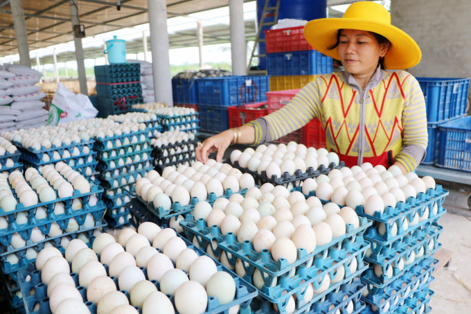 Thương lái thu mua trứng vịt ở Đồng Tháp. Ảnh: Lê Hoàng Vũ.