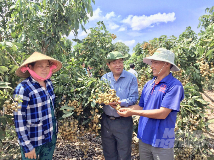 Nông dân trồng nhãn lo lắng vì đến mùa thu hoạch nhưng không có thương lái đến thu mua. Ảnh: CTV.