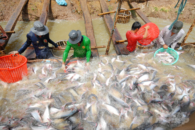 Cá tra giống chất lượng là yếu tố quan trọng trong quá trình nuôi cá thương phẩm. Ảnh: LHV