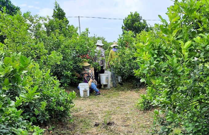 giá chanh tại các vùng trồng chỉ 1.000 - 2.000 đ/kg, nhưng ở siêu thị, chợ bán lẻ lại đang cao gấp 10 lần. Ảnh: Minh Đảm.