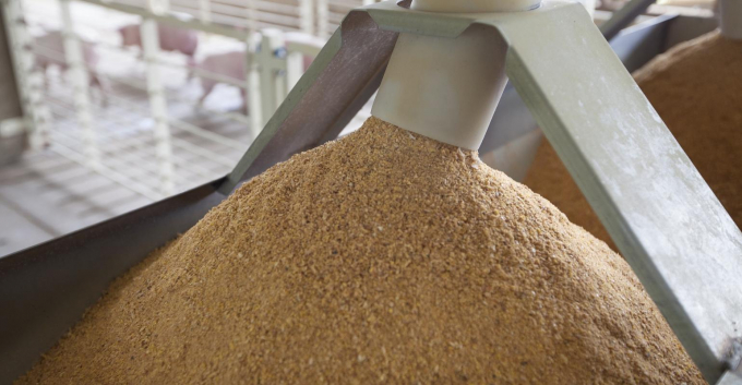 Most of the soybean meal used in Vietnam has been imported. Photo: TL.