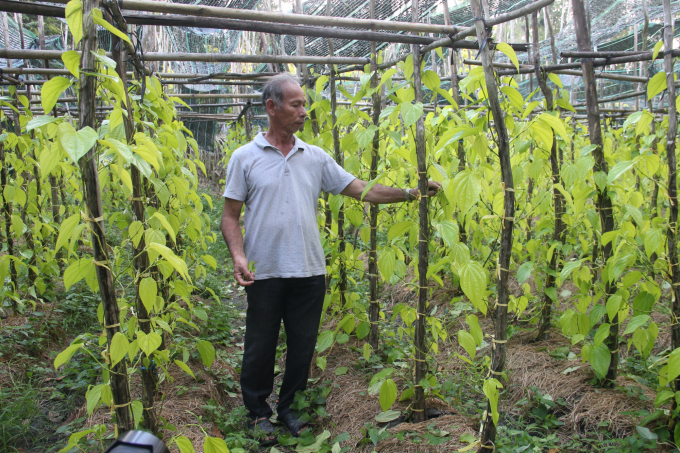 Mô hình đặc trưng trồng trầu ăn lá của người dân xã NTM Vị Thủy đã góp phần giúp địa phương đang đạt mức thu nhập bình quân đầu người là 50 triệu đồng/người/năm. Ảnh: Tuấn Phát.