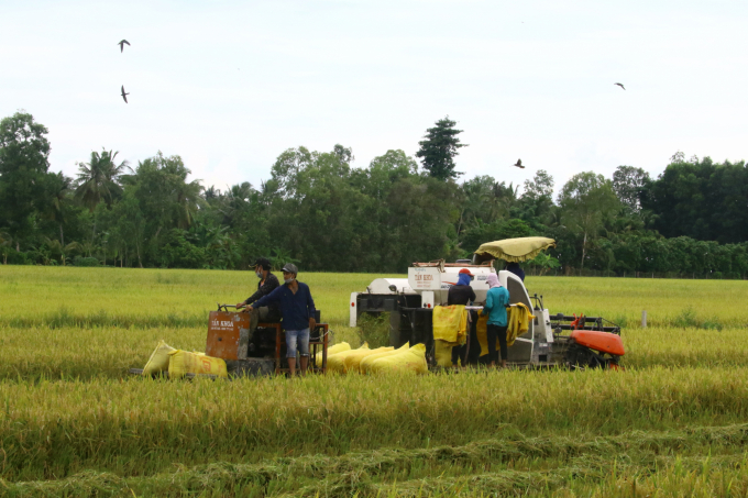 Nhờ được đầu tư hệ thống đê bao khép kín đã giúp người trồng lúa của huyện Vị Thủy sản xuất đạt hiệu quả. Ảnh: Tuấn Phát.