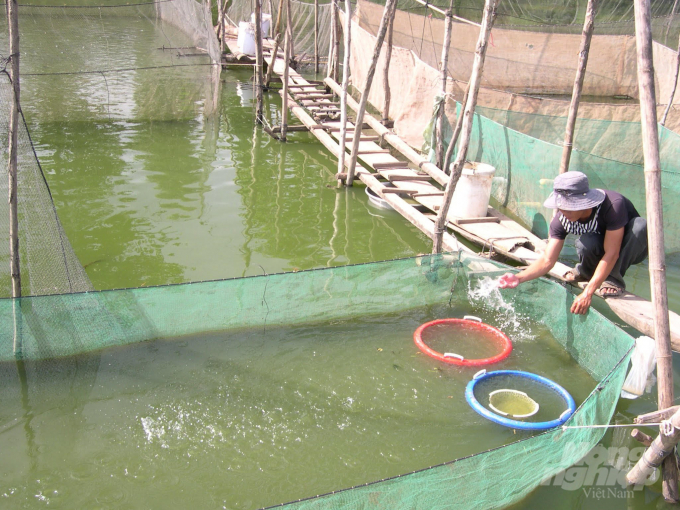 Sản xuất cá tra giống được ương nuôi trong vèo lưới. Ảnh: LHV