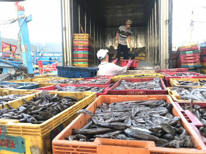 Các loại thủy sản đánh bắt tại Bình Định đang tiêu thụ chậm. Ảnh: Vũ Đình Thung.