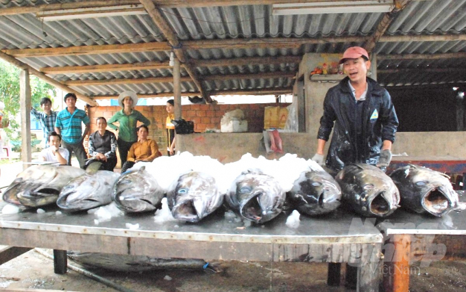 Bình Định khuyến khích các công ty chế biến thủy sản xuất khẩu trên địa bàn thu mua cá ngừ đại dương để chế biến hoặc bảo quản phục vụ xuất khẩu, nên nguy cơ bị tồn đọng là rất ít. Ảnh: Vũ Đình Thung.