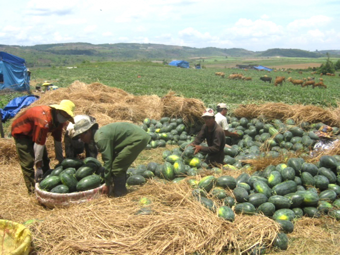 Nhờ được kịp thời hỗ trợ tiêu thụ, người trồng dưa hấu tại huyện Tuy An (Phú Yên) đã thoát được cảnh thua lỗ. Ảnh: MHN. 