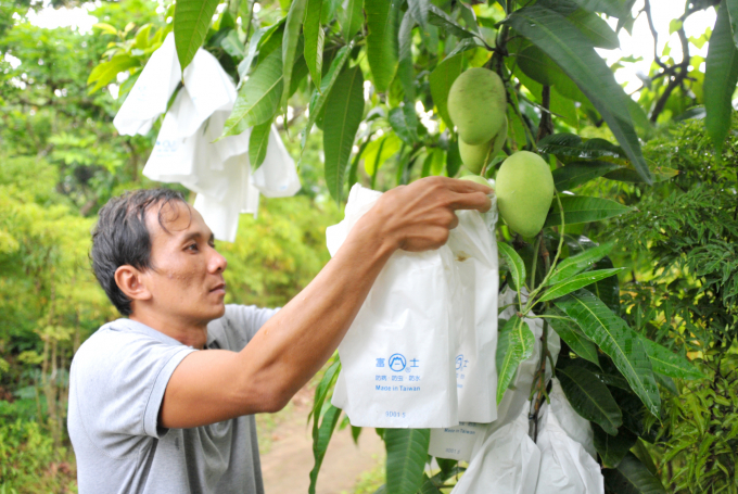 Off-season mango helps avoid dropping prices in peak harvesting time. Photo: Le Hoang Vu.