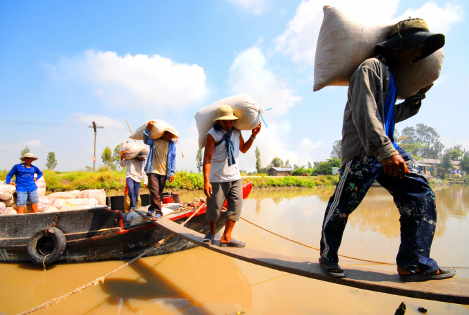 Từ khi An Giang hành lập Tổ phản ứng nhanh, công bố đường dây nóng, nông dân và doanh nghiệp tiêu thụ và lưu thông nông sản khá thuận lợi. Ảnh: Lê Hoàng Vũ.