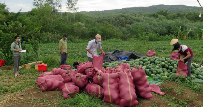 Dưa hấu tập kết tại xã An Lĩnh, huyện Tuy An chuẩn bị chuyển đi tiêu thụ cho nông dân. Ảnh: MHN.