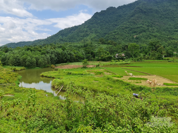 Do thường xuyên bị ngập úng nên một số diện tích ruộng của người dân thôn Bình Vàng phải bỏ hoang. Ảnh: Đào Thanh.