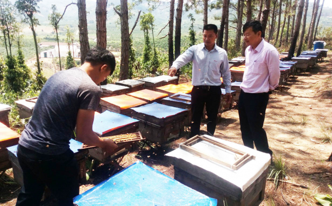 Mô hình mô hình nuôi ong lấy mật ở vùng đồng bào dân tộc được triển khai tại huyện Lâm Hà (Lâm Đồng). Ảnh: M.H.