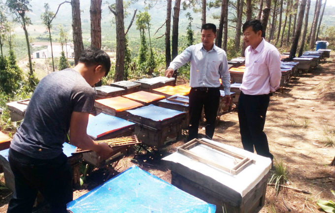 Mô hình nuôi ong lấy mật theo hướng an toàn sinh học được triển khai tại vùng đồng bào dân tộc ở huyện Lâm Hà. Ảnh: M.H.
