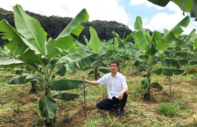 Mô hình trồng chuối Laba ở huyện Đam Rông, giúp người dân cải thiện kinh tế, có điều kiện vườn lên làm giàu. Ảnh: M.H. 