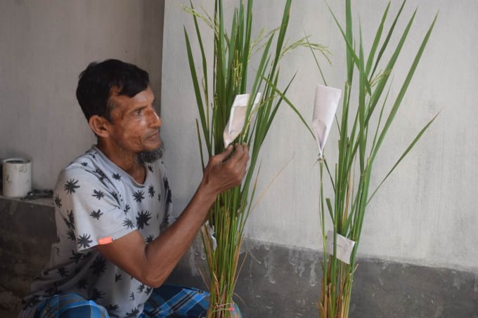 Nông dân Islam trưng bày một số mẫu lúa mới mà ông đang nghiên cứu tại làng Haibatpur, ở Shyamnagar Upazila, Bangladesh. Ảnh: Reuters.