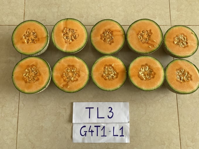TL 3 cantaloupe variety is tasty and has high sweetness. Documentary: HN.