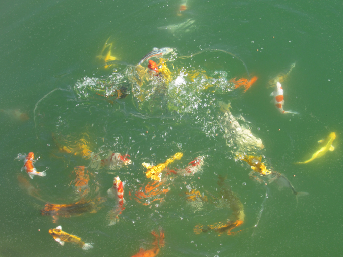 Cuong raises Koi fish in a pond containing water to irrigate durians. Photo: M.P.