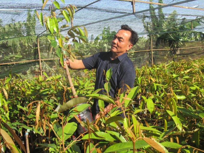La Canh Cuong inspects durian seedlings before planting. Photo: M.P.