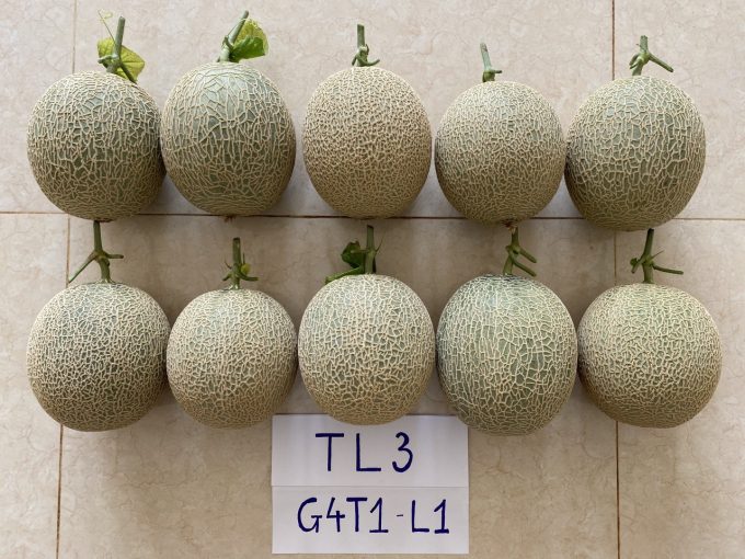 Cantaloupe products after harvest in the experimental garden. Documentary: HN.