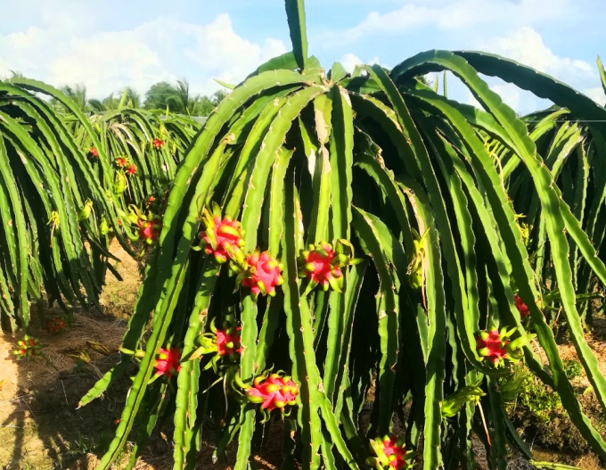 Nhiều vườn thanh long đã bắt đầu chín. Ảnh: Minh Đảm.